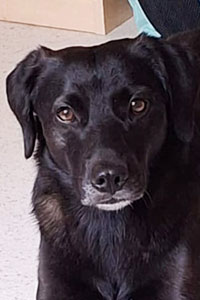 Toffee Streunerhilfe Susi & Strolch e.V.