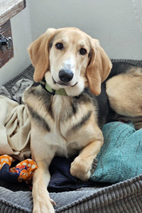 Hunde in Deutschland Sofia Streunerhilfe Susi & Strolch e.V.