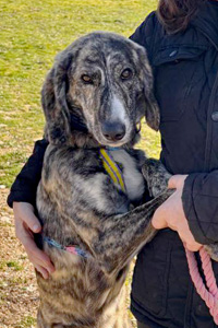 Welpe Perla Streunerhilfe Susi & Strolch e.V.