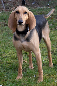 Maria Hündin Streunerhilfe Susi & Strolch e.V.