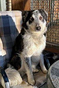 Hunde in Deutschland Dario Streunerhilfe Susi & Strolch e.V.