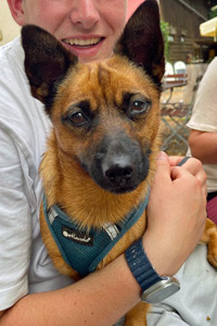 Hunde in Deutschland Foxy Streunerhilfe Susi & Strolch e.V.