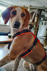 Coco Hunde in Deutschland Streunerhilfe Susi & Strolch e.V.